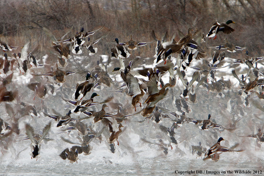 Large flock of Mallards in habitat.
