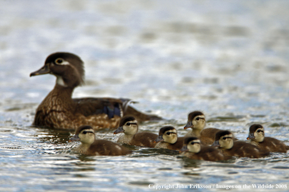 Wood Duck with gosslings
