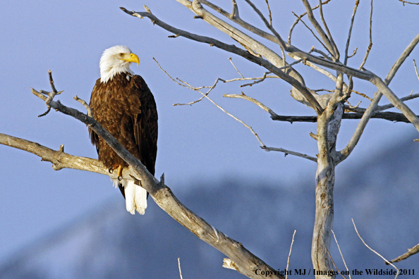 Bald Eagle sitting in tree