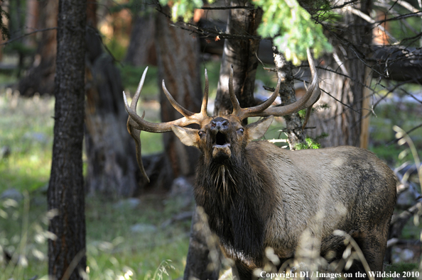 Rocky Mountain Bull Elk