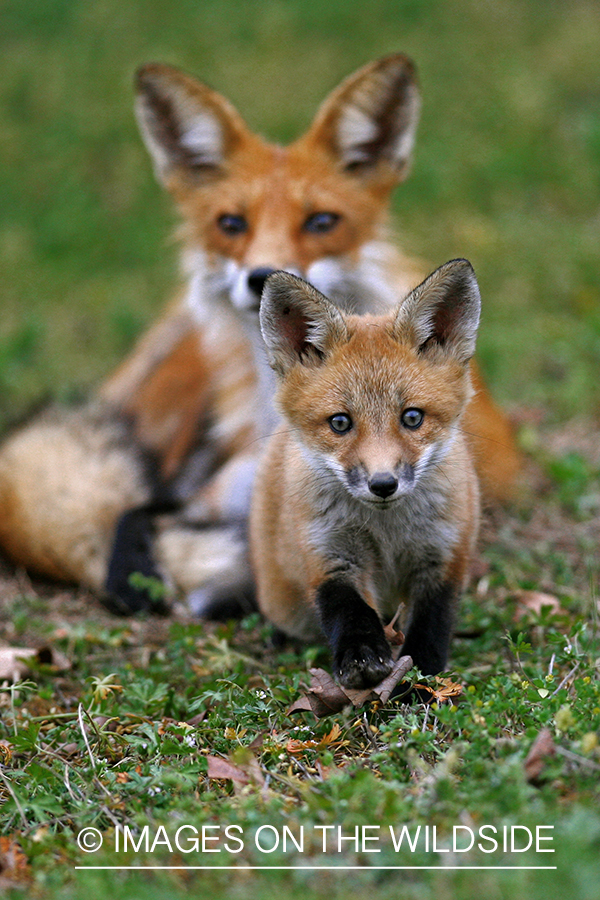 Red Fox with pup in habitat.