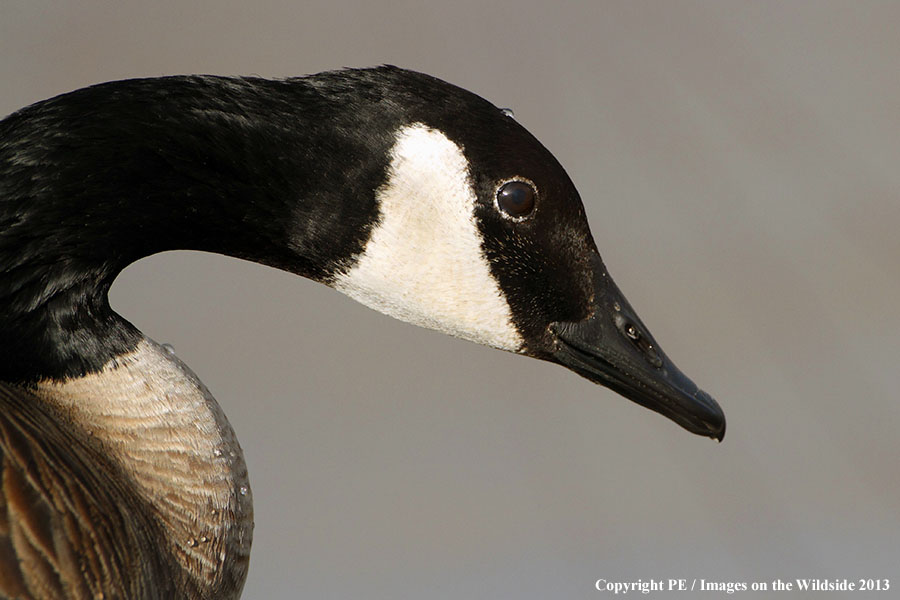 Canadian goose in habitat. 