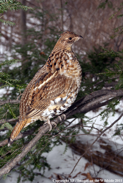 Ruffed Grouse in habitat. 