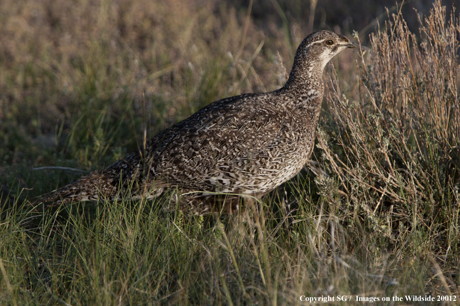 Sage Grouse in nesting grounds.
