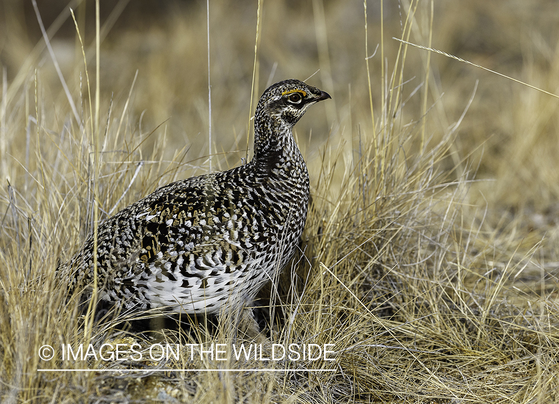 Sharp-tailed Grouse