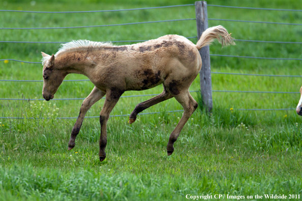 Foal playing in field. 