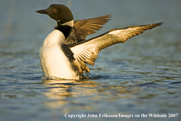 Loon displaying