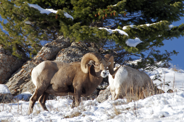 Rocky Mountain Bighorn Sheep
