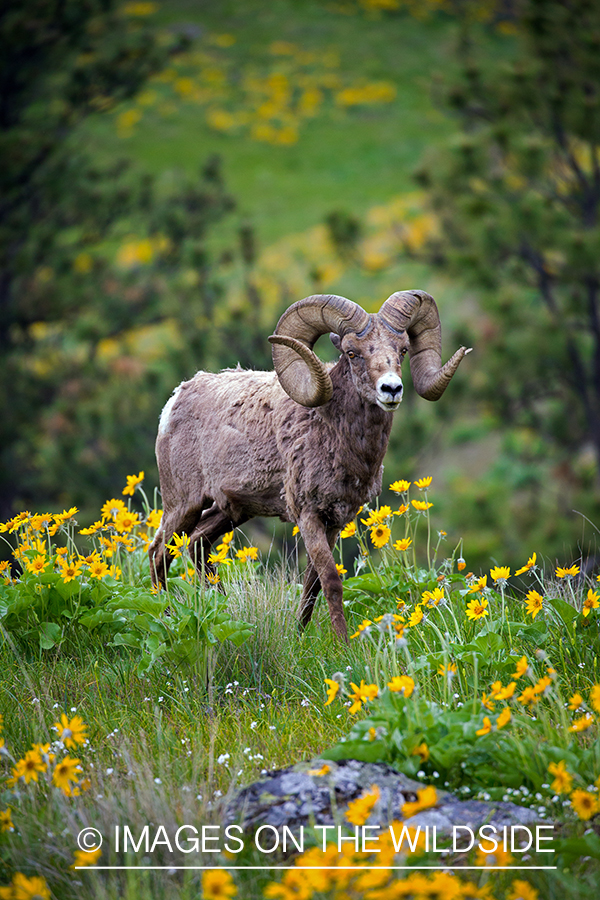 Bighorn sheep ram in field.