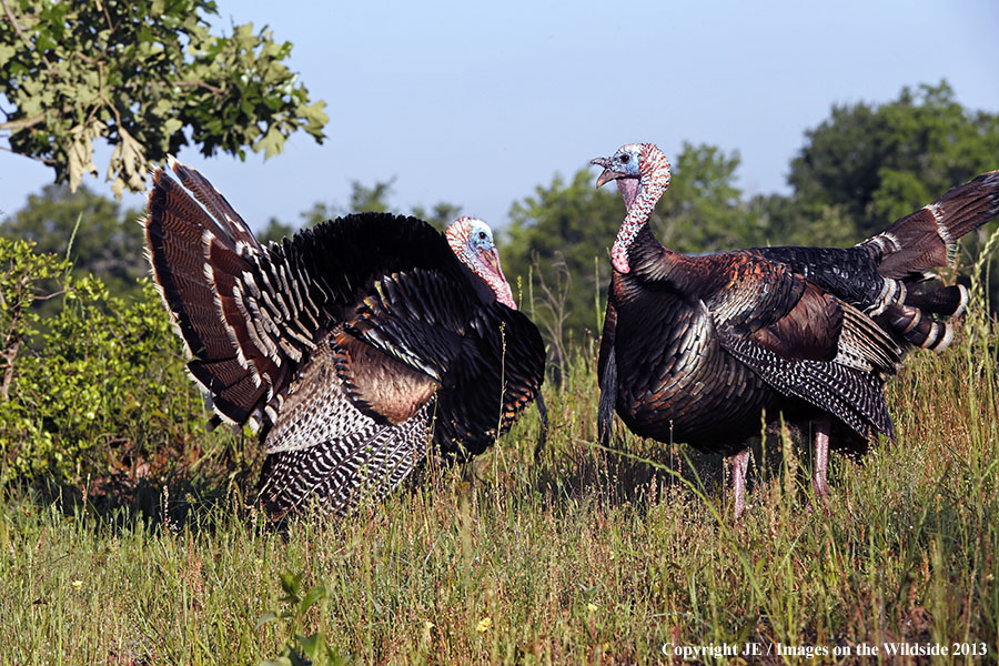 Rio Grande Turkeys in habitat. 