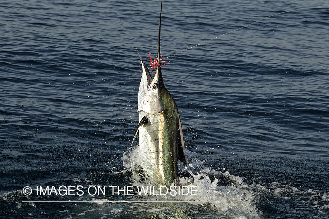 Deep sea fisherman fighting jumping pacific sailfish.
