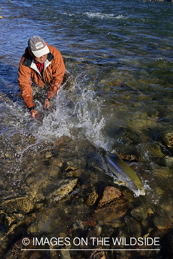 Flyfisherman releasing Arctic Char.