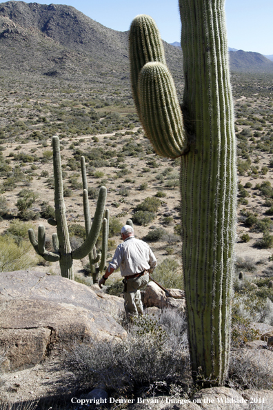 Upland game bird hunter hunting desert quail in Arizona.