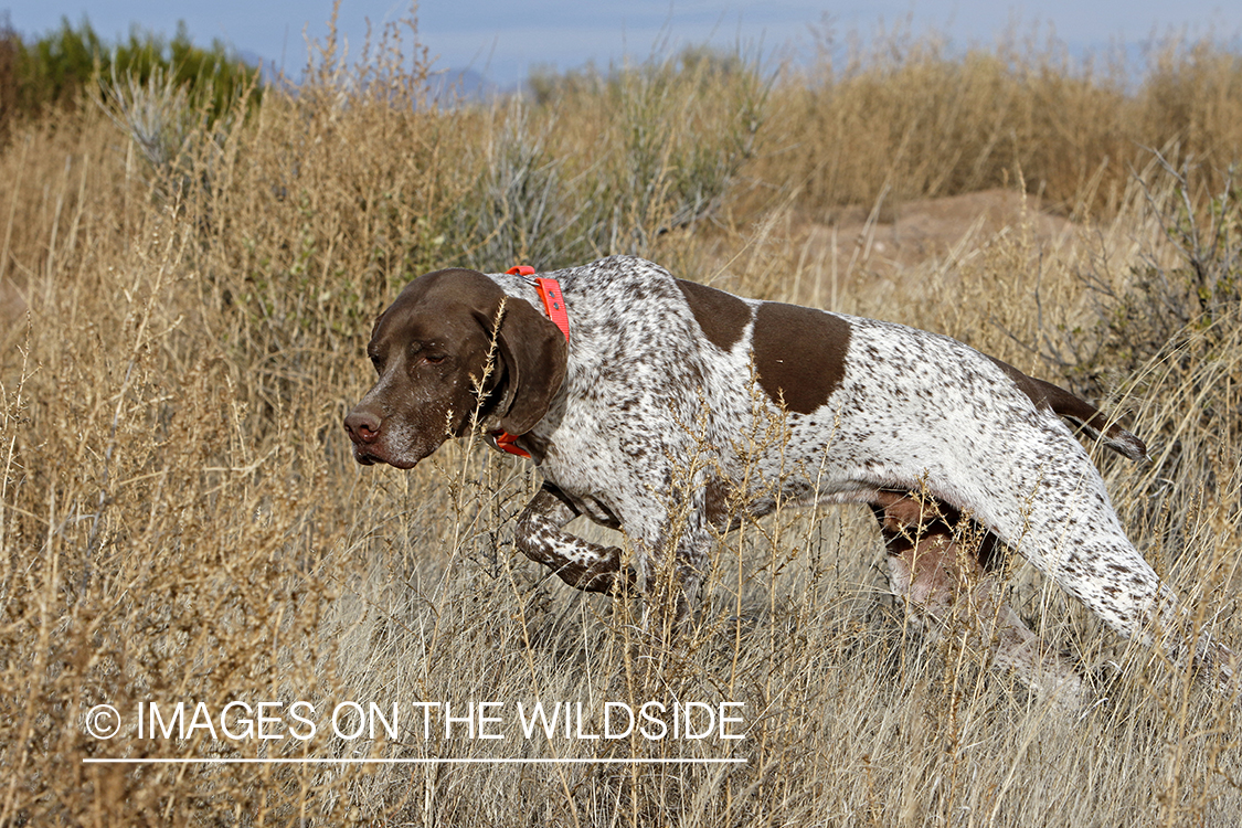 Braque Francais pointer on point.