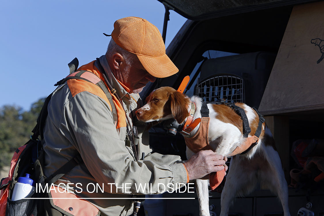 Mearns quail hunting with Brittany Spaniel.