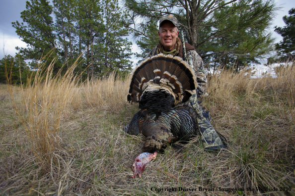 Hunter with bagged (Merriam's) turkey