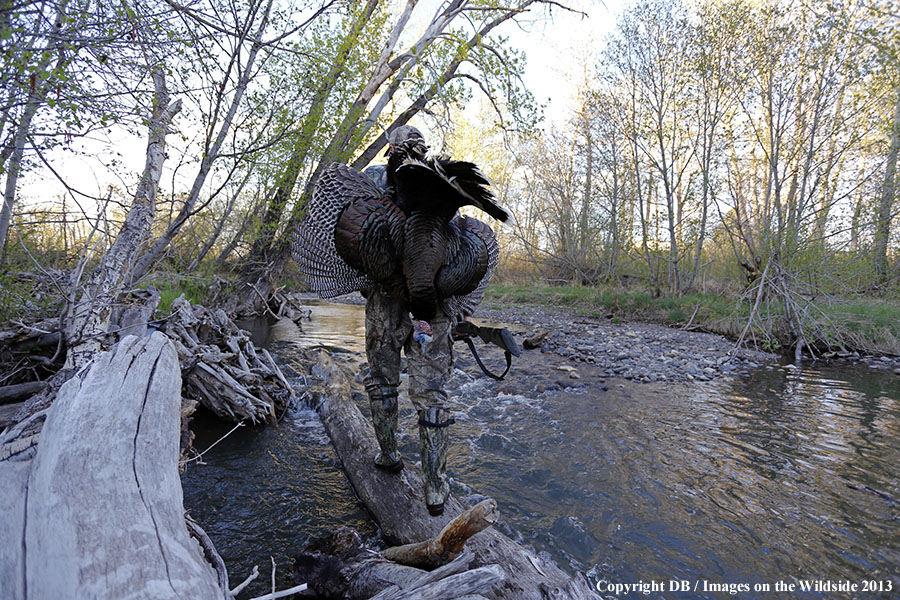 Turkey hunter in field with bagged turkey.