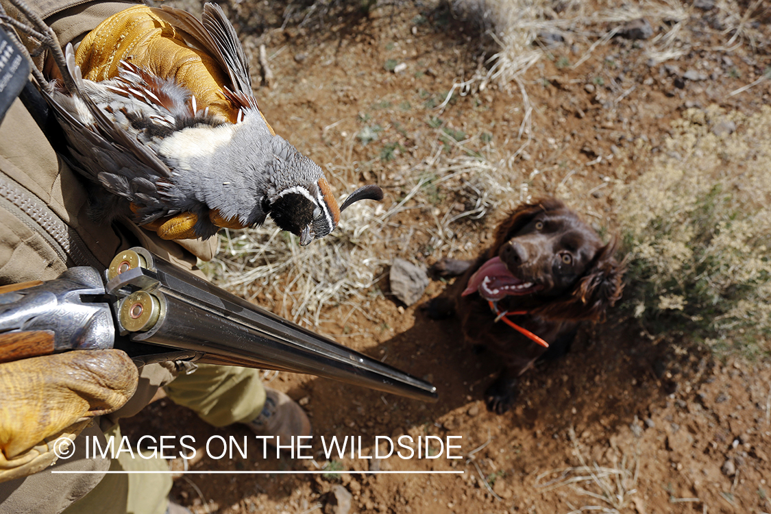 Quail hunter with bagged Gambel's Quail.