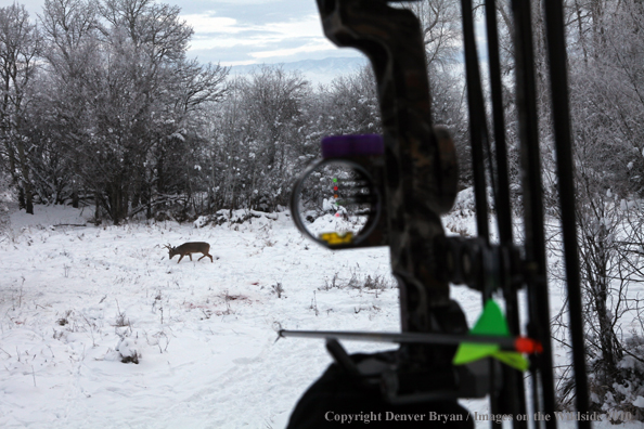 White-tailed deer hunter with white-tailed buck in sites.