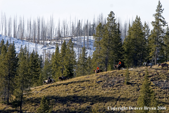 Elk hunters with bagged elk on horsepack string.  