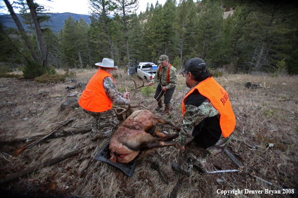 Elk Hunters with Elk