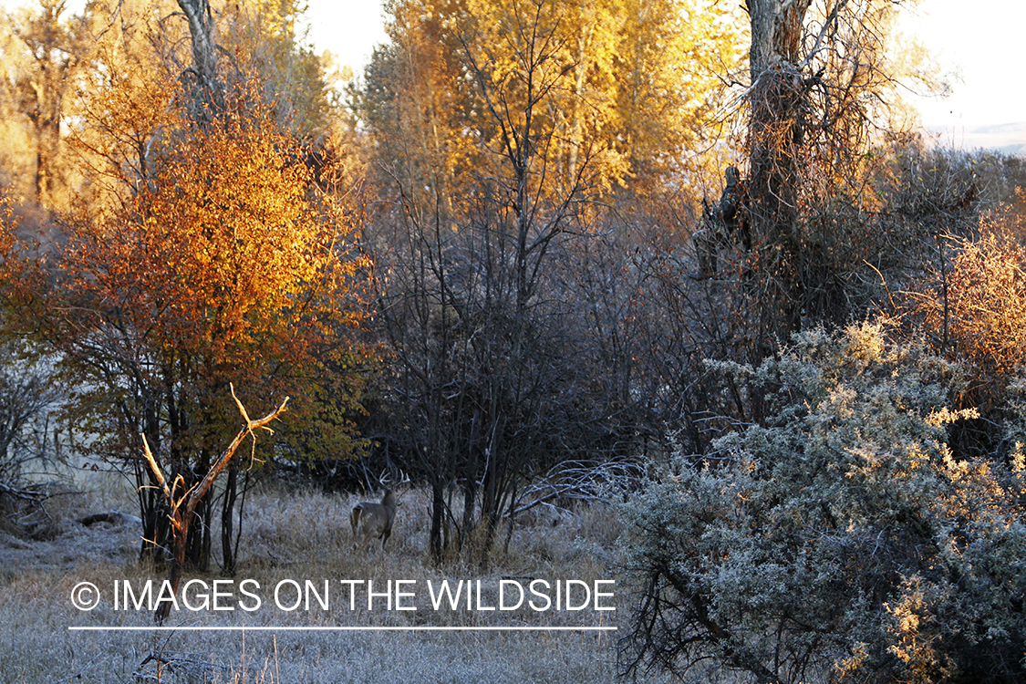 Bowhunter n tree stand taking aim at White-tailed buck.