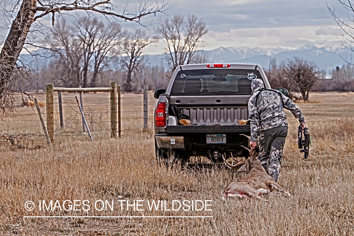 Bowhunter dragging downed white-tailed buck.