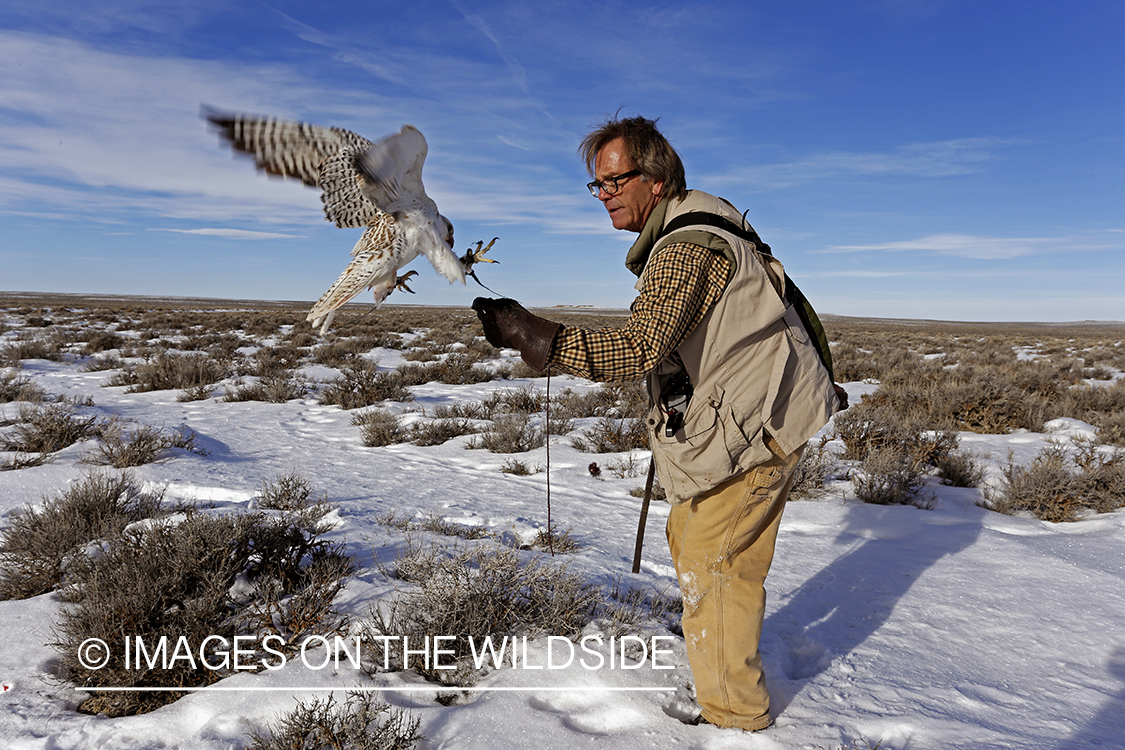 Falconer casting gyr falcon.