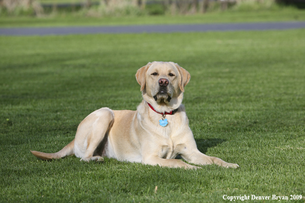 Yellow Labrador Retriever in yard