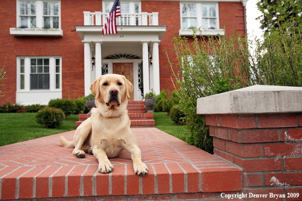 Yellow Labrador Retriever in front of house