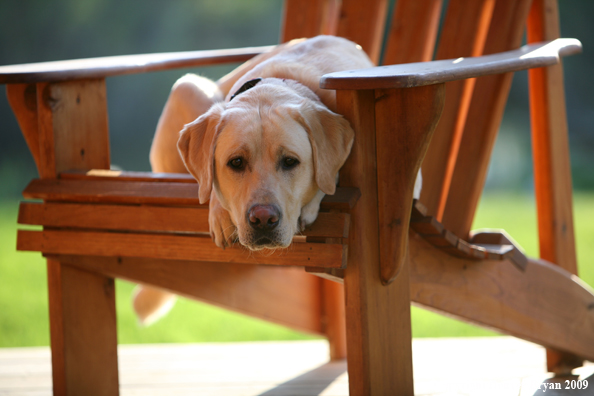 Yellow Labrador Retriever in chair