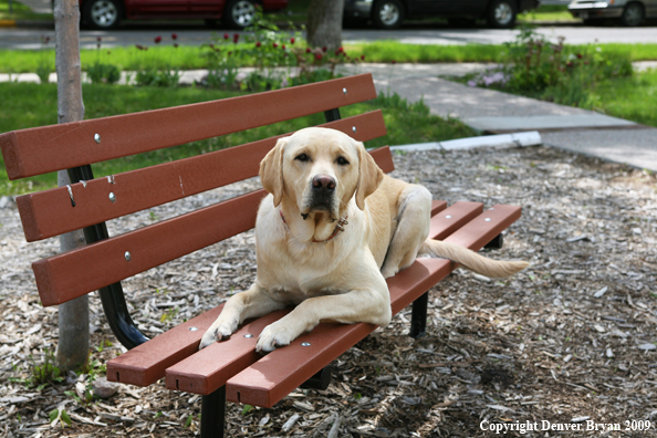 Yellow Labrador Retriever on bench