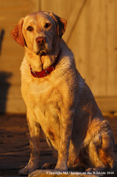 Yellow Labrador Retriever