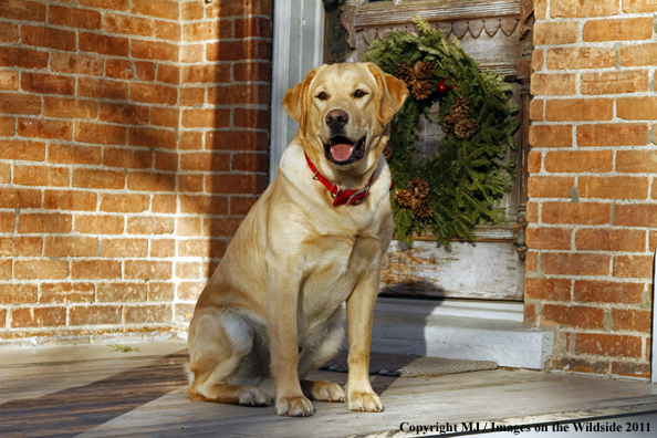 Yellow Labrador Retriever 
