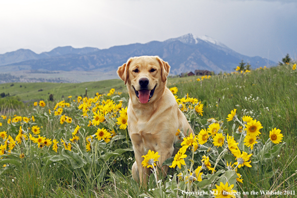 Yellow Labrador Retriever.