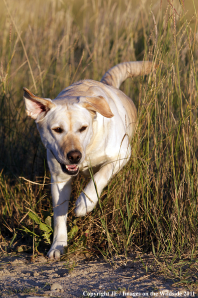 Yellow Labrador Retriever.
