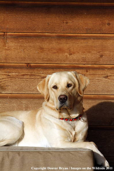 Yellow Labrador Retriever.