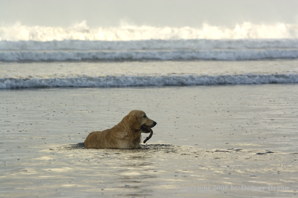 Golden Retriever fetching stick on beach.