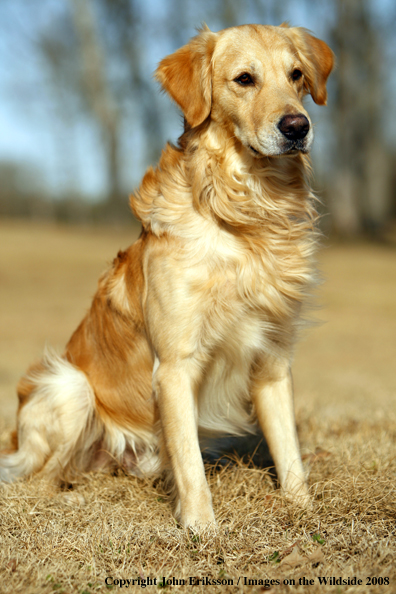 Golden Retriever