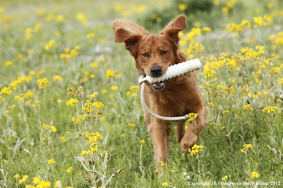 Golden Retriever with toy.