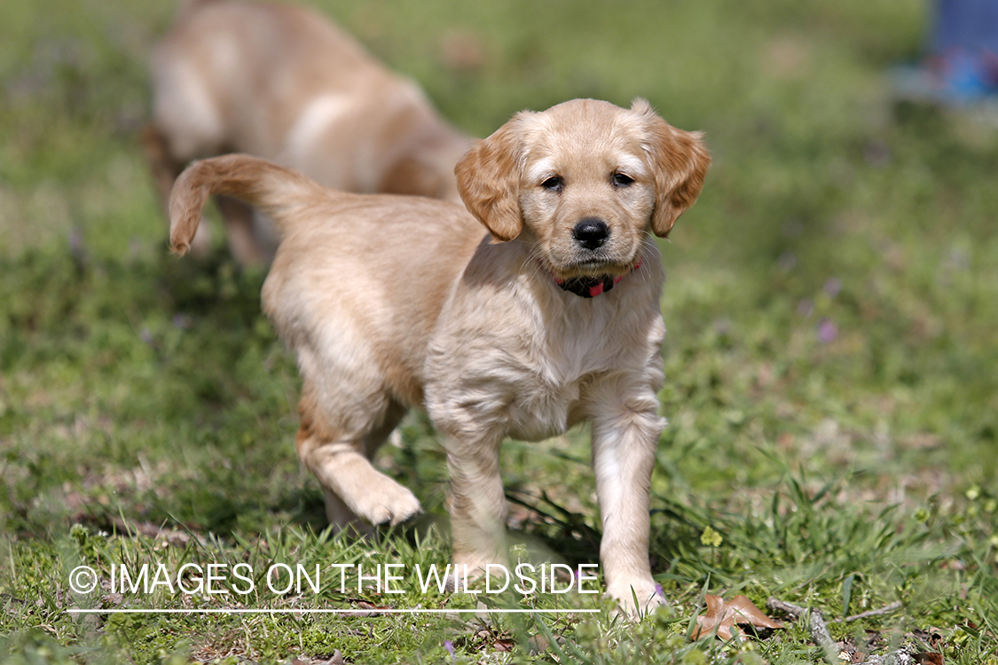 Golden Retriever Puppy