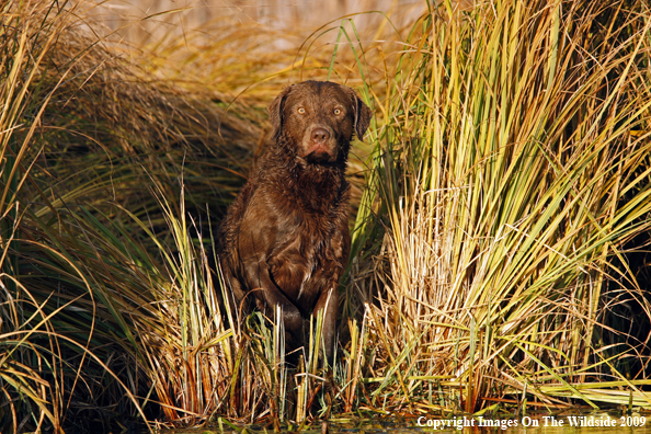 Chesapeake Bay Retriever