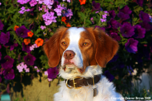 Brittany Spaniel in yard