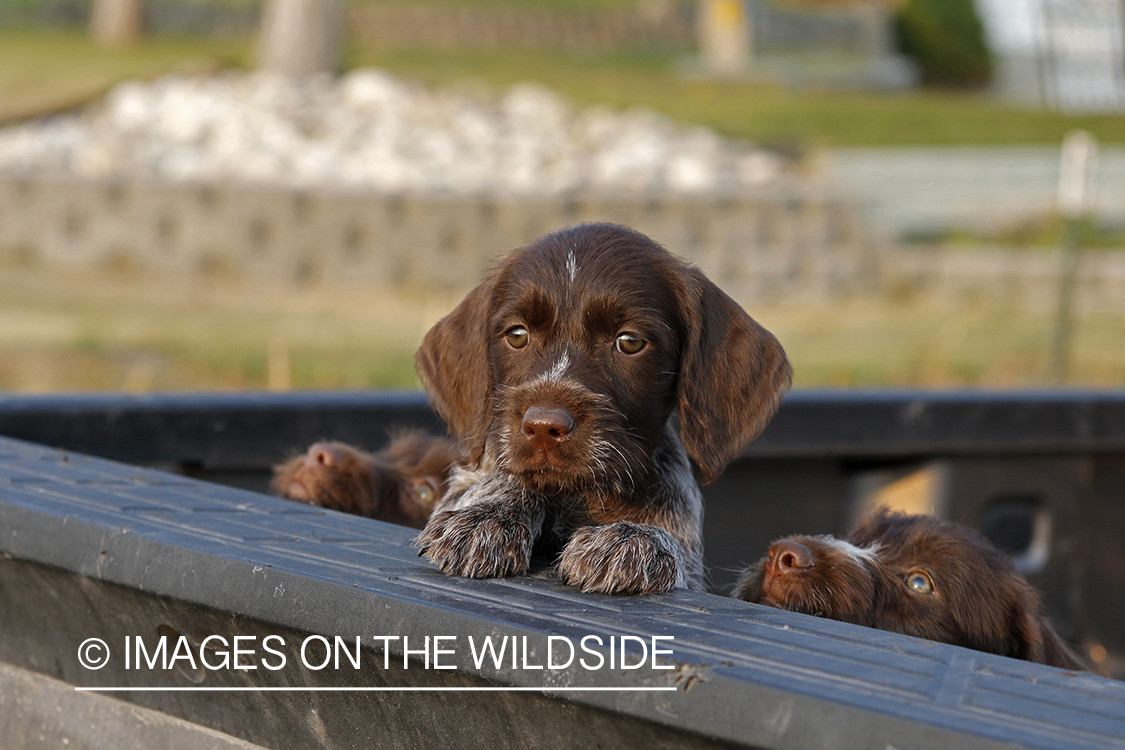 German Wirehair Pointer puppies in bed of pickup.