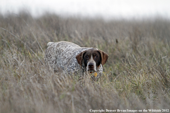 German shorthair on point. 