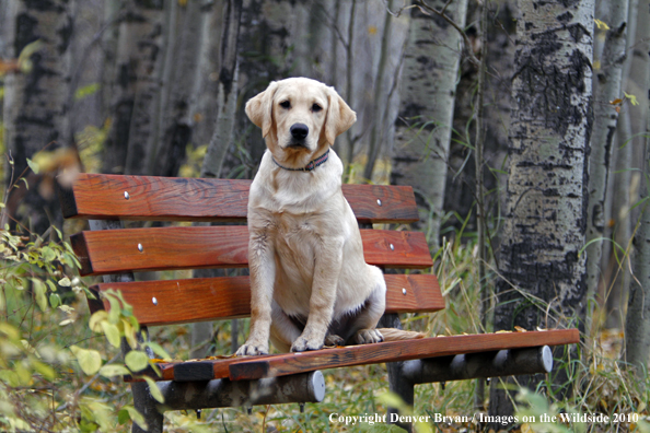 Yellow Labrador Retriever Puppy