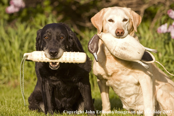Black and Yellow Labrador Retrievers