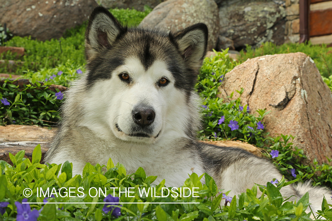Alaskan Malamute by flower bed.