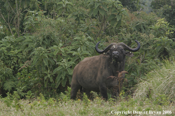 African Cape Buffalo