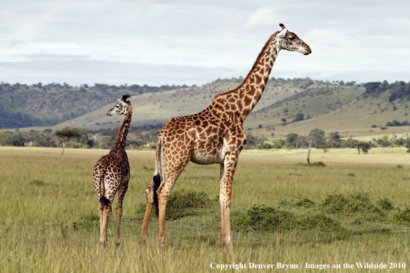 Masai Giraffe (adult with young)